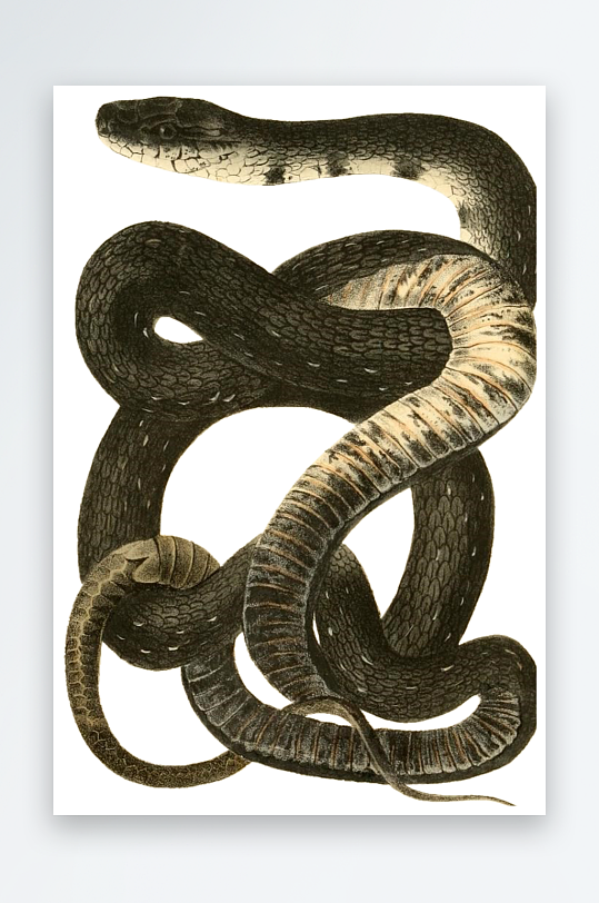 两栖动物蛇类等设计素材元素