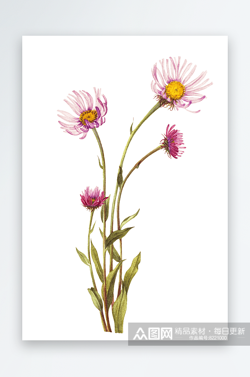 手绘花朵花卉设计素材元素素材