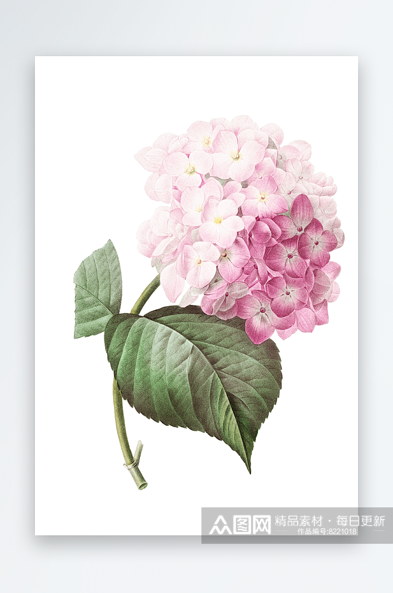 手绘花朵花卉设计素材元素素材