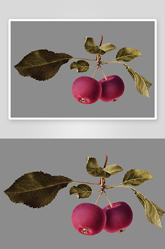 手绘植物水果设计素材