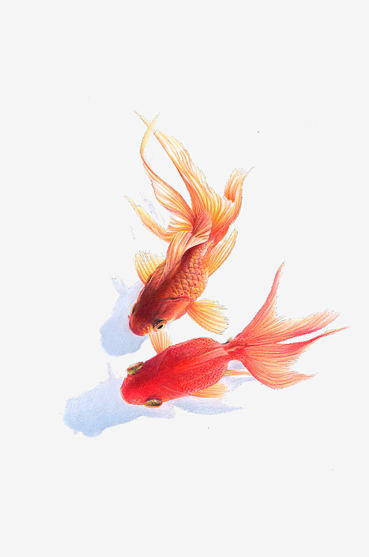 金鱼鲤鱼插图中国风水墨画手绘艺术小鱼素材