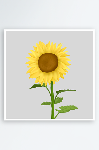 可爱卡通手绘向日葵太阳花花朵花卉设计素材