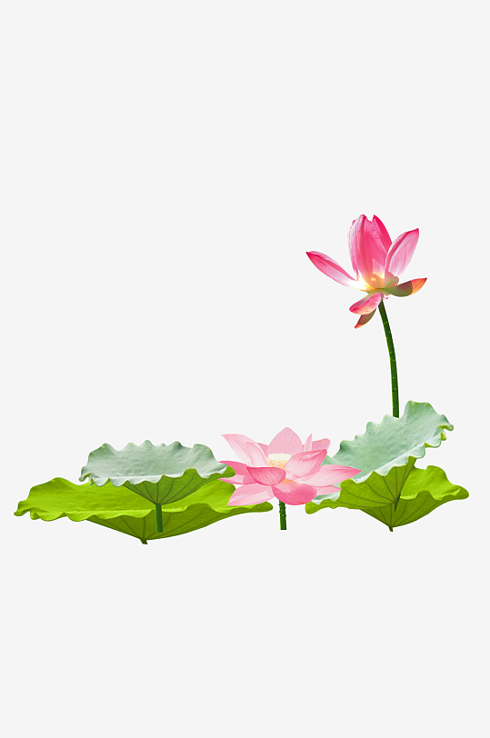 中国风水墨荷花莲花插图清新手绘荷花