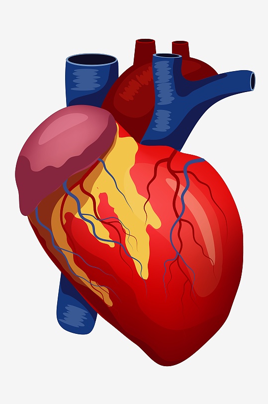 手绘医学人体器官肾脏肝脏心脏内脏素材