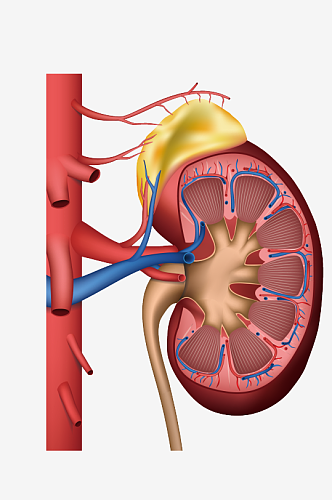 手绘医学人体器官肾脏肝脏心脏内脏