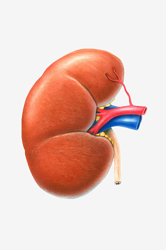 手绘医学人体器官肾脏肝脏心脏内脏