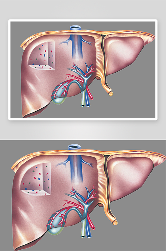 手绘医学人体器官肾脏肝脏心脏内脏素材