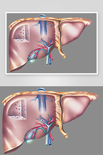 手绘医学人体器官肾脏肝脏心脏内脏素材