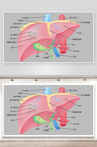 手绘医学人体器官肾脏肝脏心脏内脏