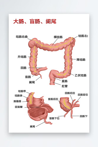 手绘医学人体器官肾脏肝脏心脏内脏
