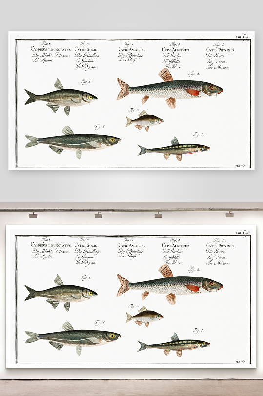 复古手绘海洋鱼类海鲜海鱼手账贴纸素材
