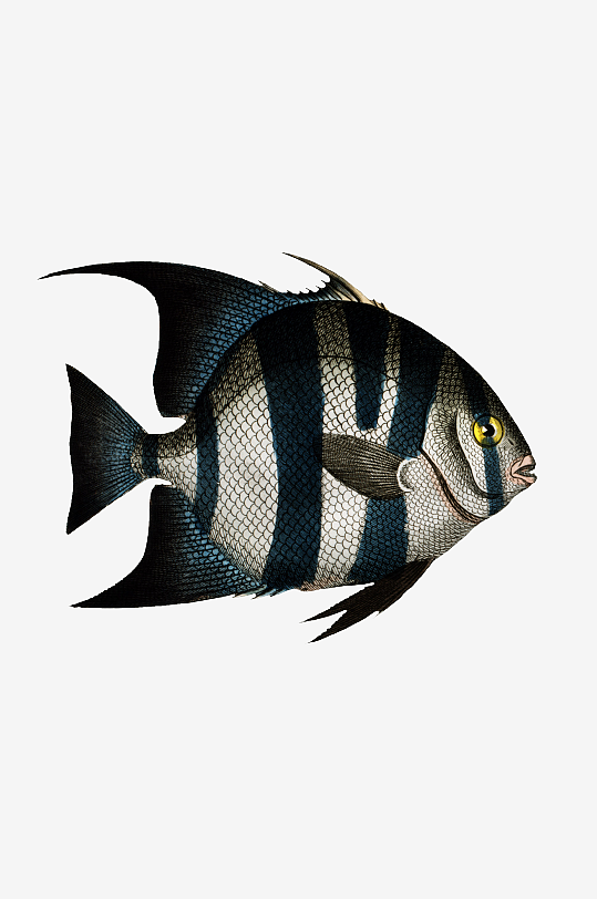 复古手绘海洋鱼类海鲜海鱼手账贴纸插图