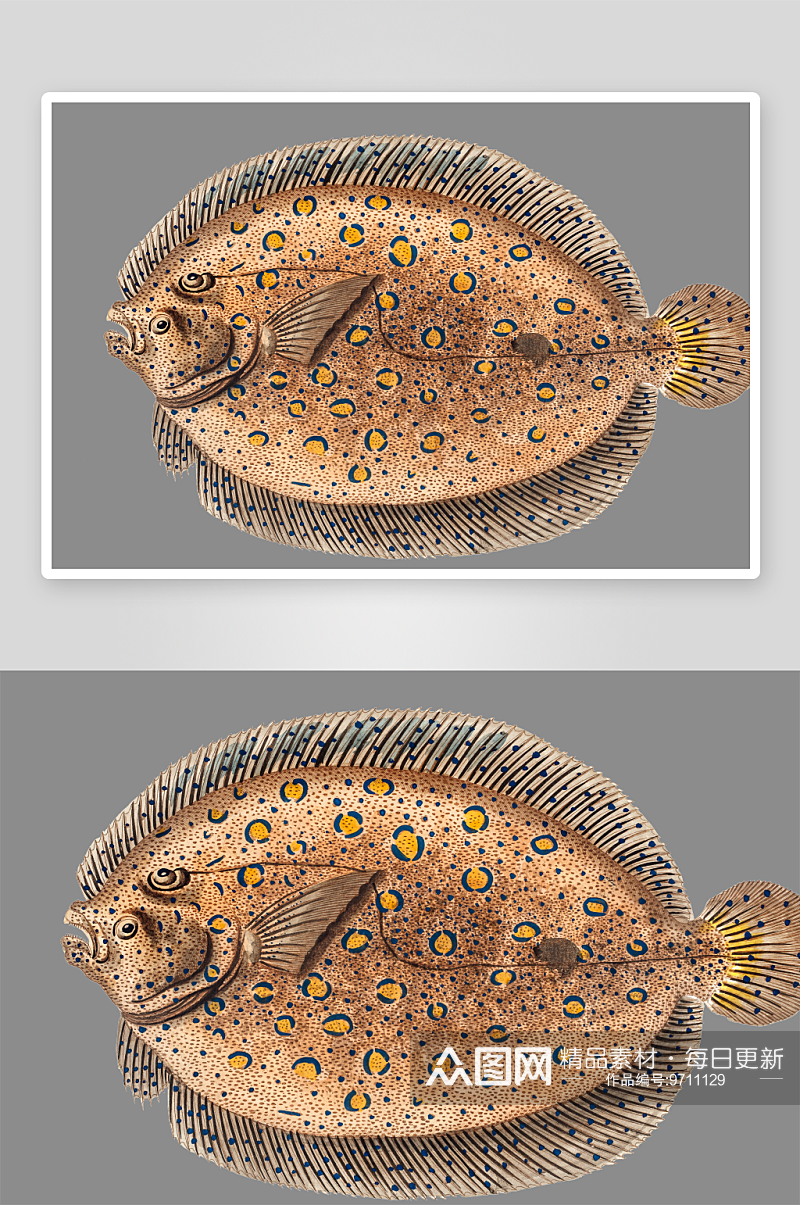 复古手绘海洋鱼类海鲜海鱼手账贴纸插图素材素材