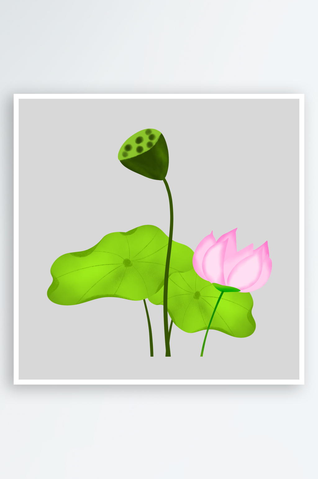 池塘莲子莲藕荷花莲蓬插画PNG免抠素材
