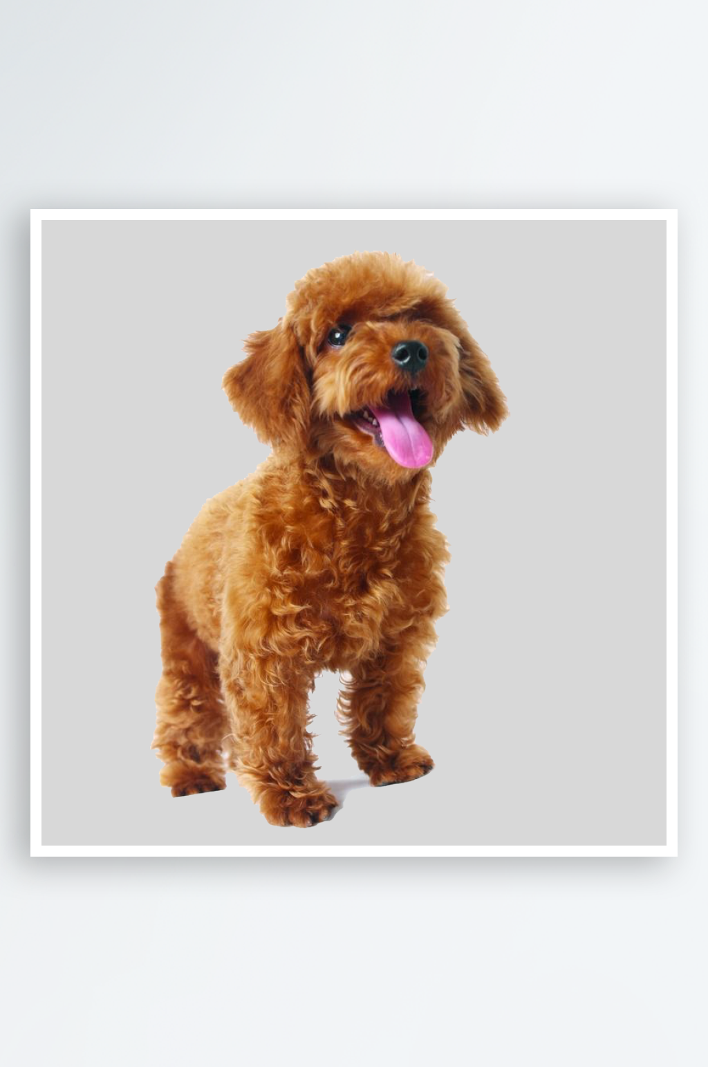 可爱宠物狗各种狗狗犬类动物高清PNG素材素材