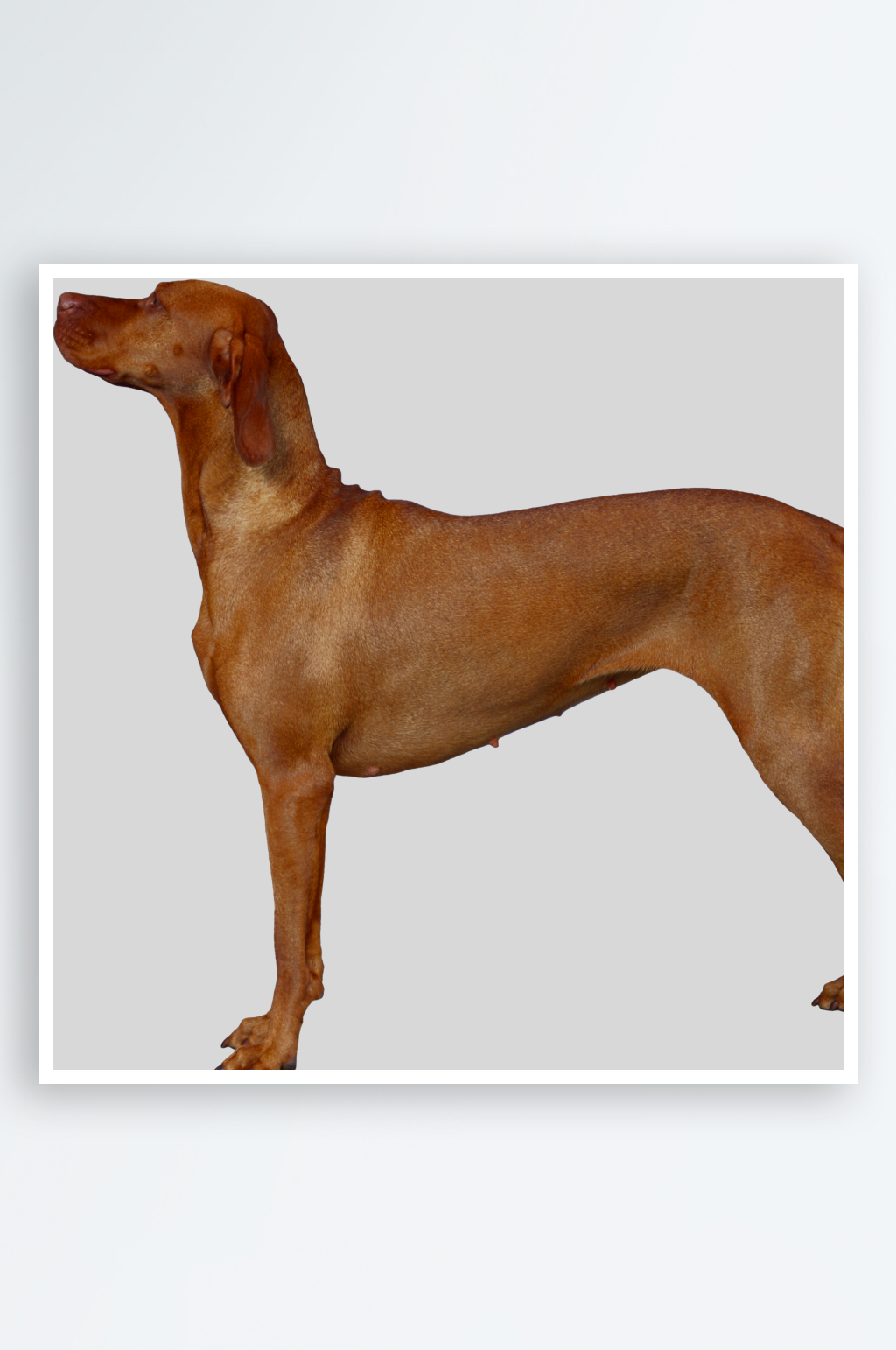 可爱宠物狗各种狗狗犬类动物高清PNG素材