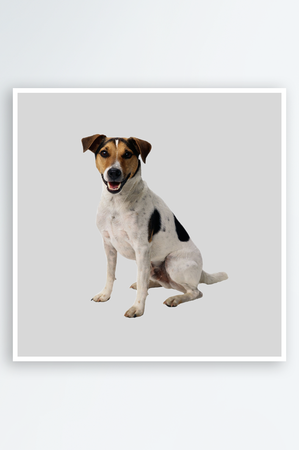 可爱宠物狗各种狗狗犬类动物高清PNG素材