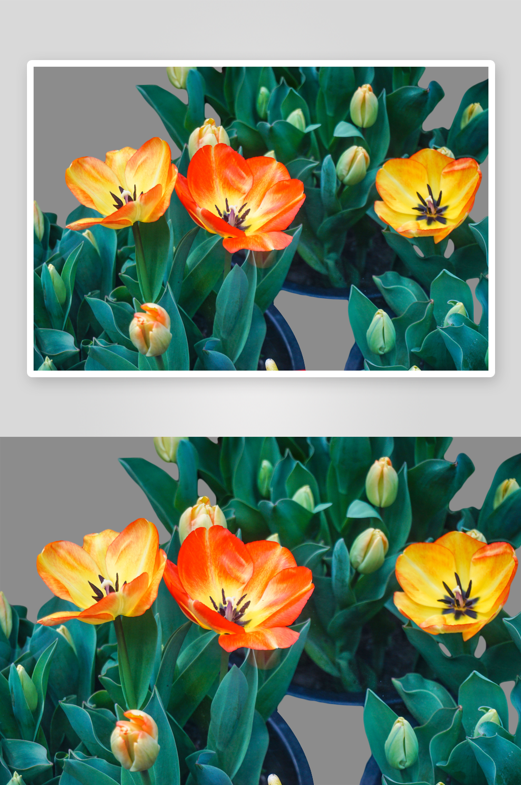 卡通手绘郁金香花朵花卉背景PNG免抠设计素材