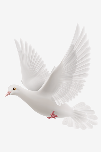 卡通和平信鸽飞翔插图PGN手绘白鸽素材
