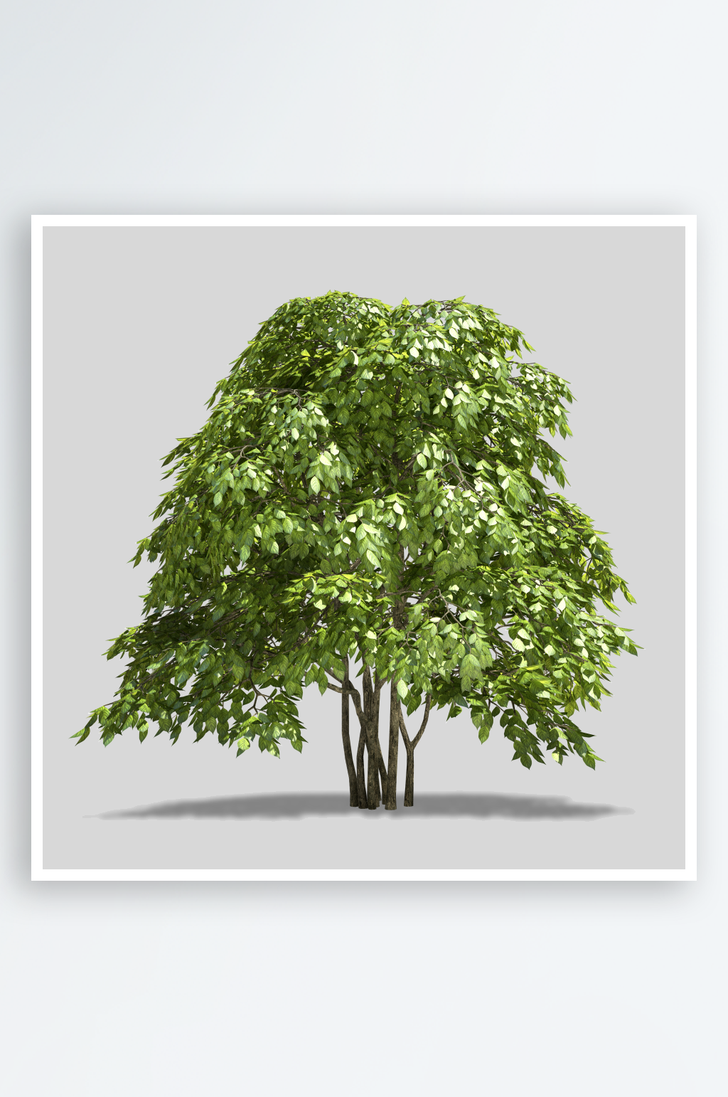 多种树木绿植绿化树插图PNG免抠素材素材