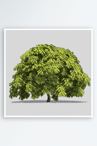 多种树木绿植绿化树插图PNG免抠素材