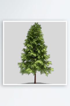 多种树木绿植绿化树插图PNG免抠
