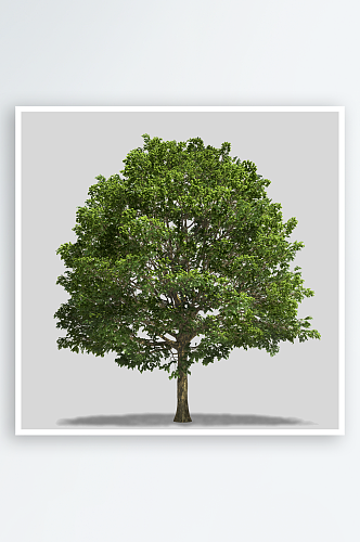 多种树木绿植绿化树插图PNG免抠