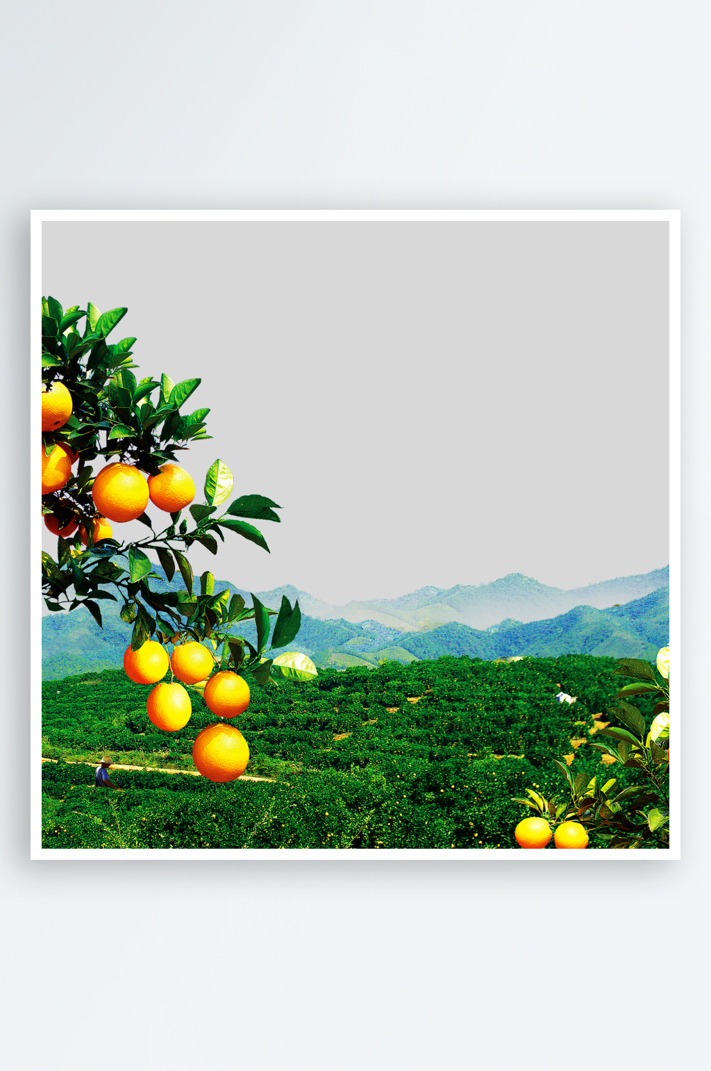 橙子橘子广告PNG透明背景PS免抠素材素材