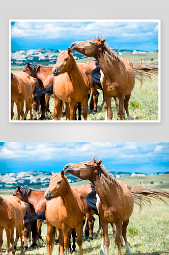 乌兰布统草原上的马群