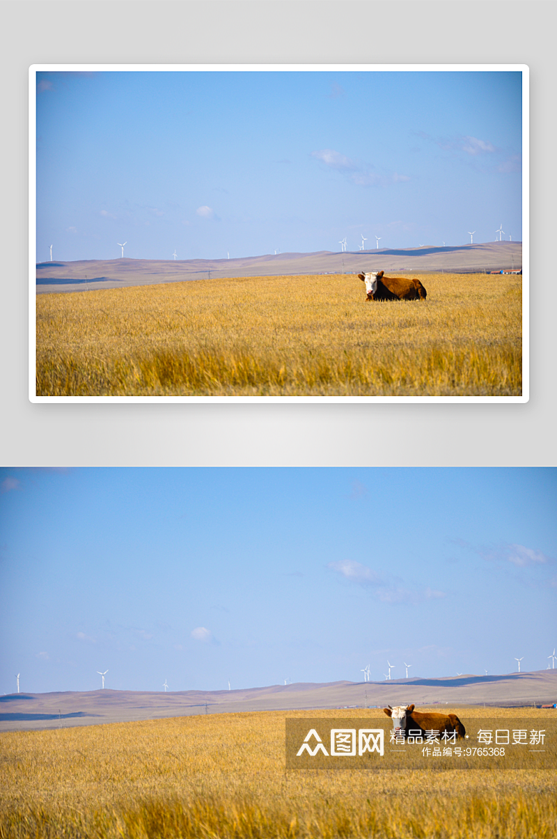 秋天的内蒙古草原上的蓝天黄草原自然风景素材
