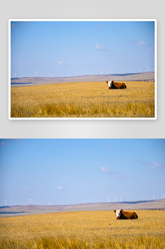 秋天的内蒙古草原上的蓝天黄草原自然风景