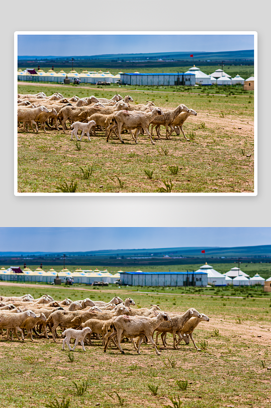 内蒙古草原上的羊群群背景为酸奶帐篷