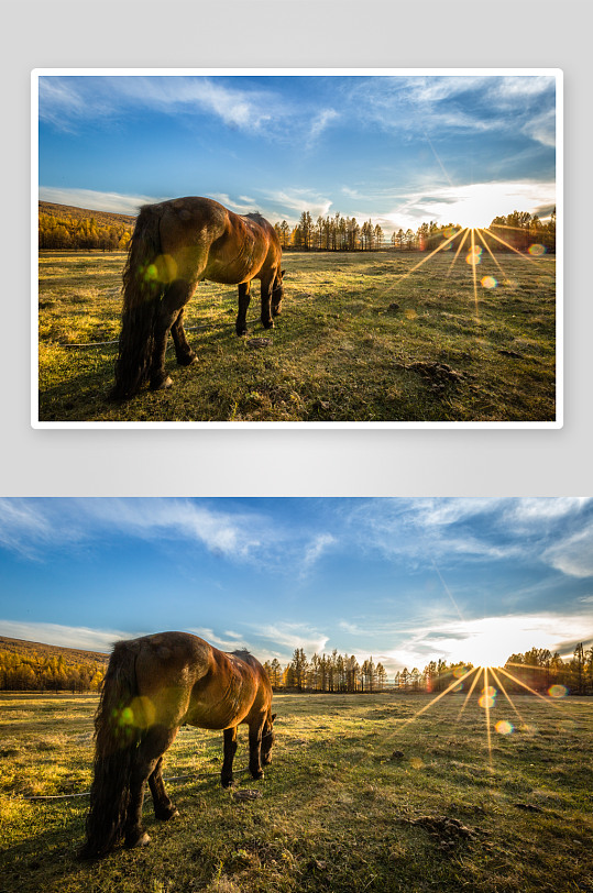 蒙古草原上的骏马