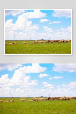 赤峰草原上的一群羊