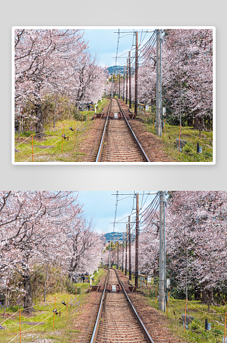 樱花桃花鲜花花田风景风光