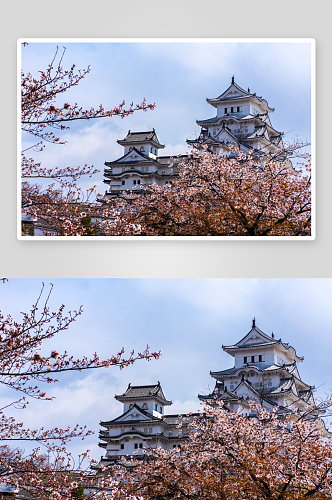 樱花桃花鲜花花田风景风光