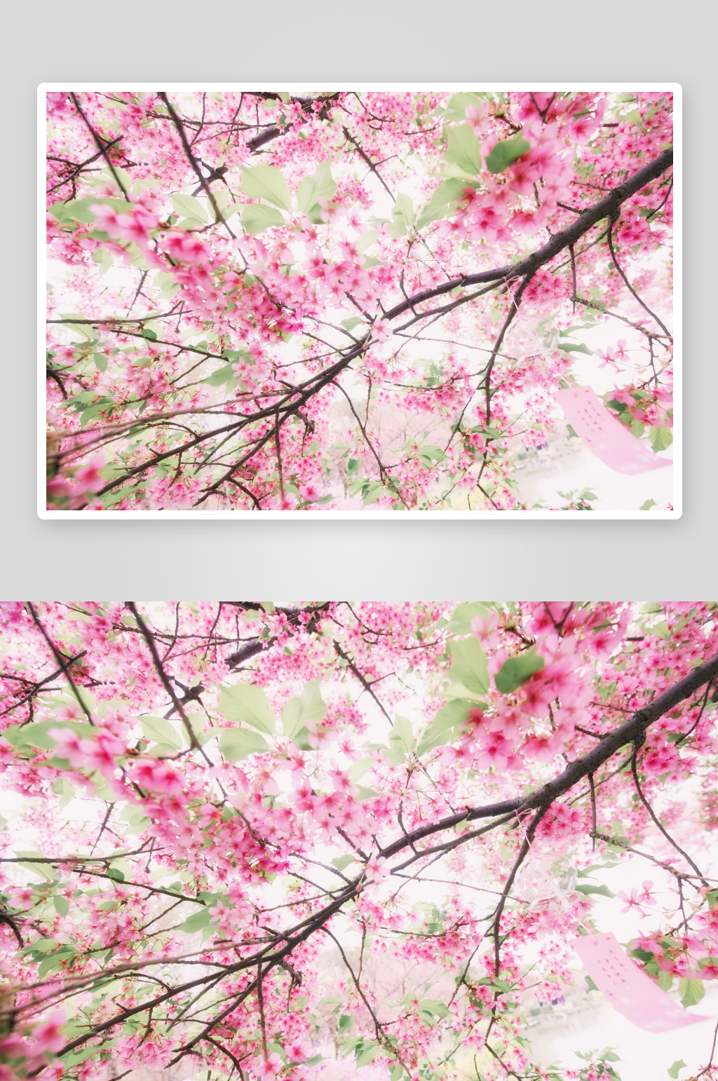 櫻花桃花鮮花花田風(fēng)景風(fēng)光素材