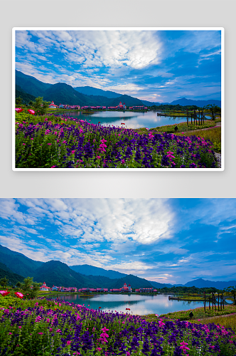 野外小草小花风景风光图片素材