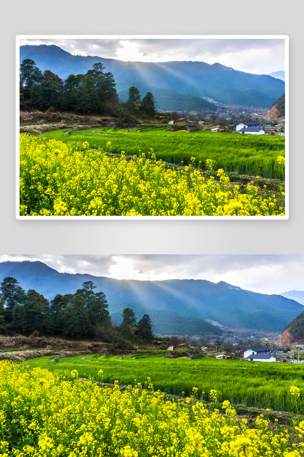 油菜花風(fēng)景風(fēng)光圖片素材素材