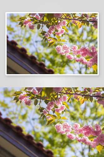 樱花桃花风景风光图片素材