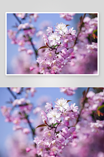 桃花樱花梅花鲜花花朵风景风光图片素材