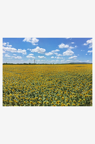 油菜花海风景风光图片素材