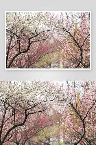 樱花树风景风光图片