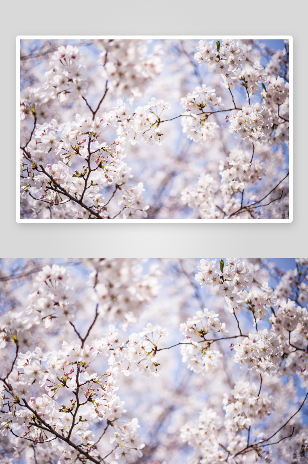 桃花樱花树梅花鲜花花朵风景风光图片素材素材