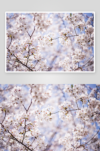 桃花樱花树梅花鲜花花朵风景风光图片素材