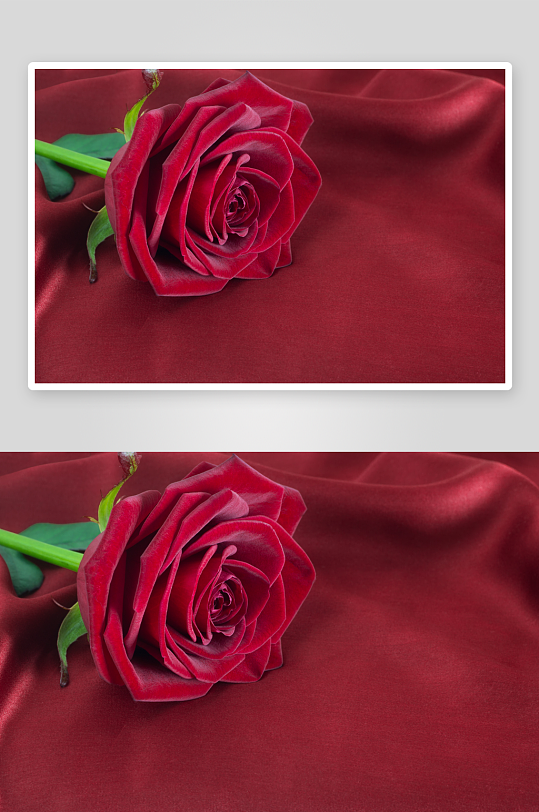 高清图片美丽红玫瑰鲜红娇艳花朵花瓣