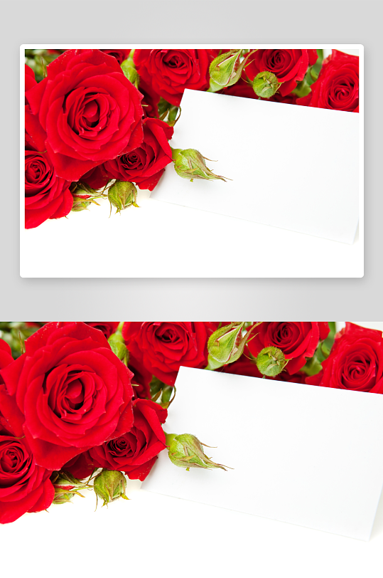 高清图片美丽红玫瑰鲜红娇艳花朵花瓣素材