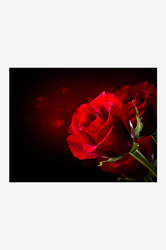 高清图片美丽红玫瑰鲜红娇艳花朵花瓣