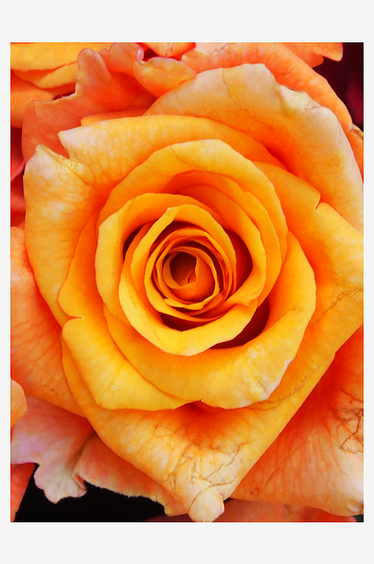 浪漫玫瑰花美丽花瓣素材大图唯美花卉红玫瑰