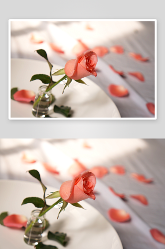 浪漫玫瑰花美丽花瓣素材大图唯美花卉